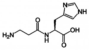 molécule carnosine copy